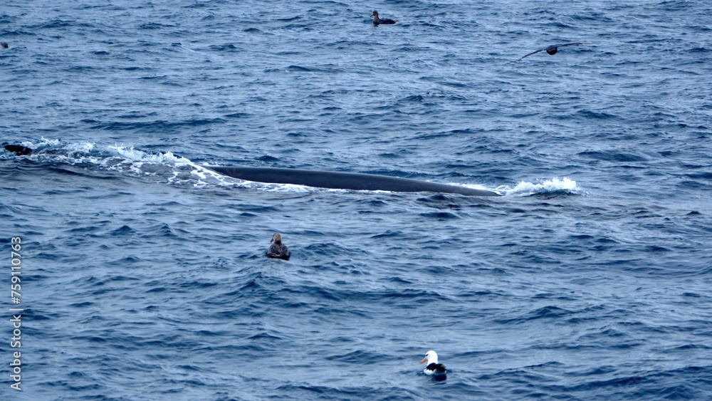 Naklejka premium Fin whale (Balaenoptera physalus) off Elephant Island, Antarctica