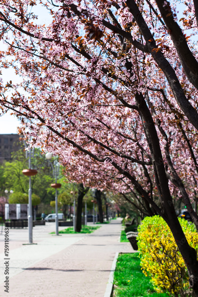 Ukraine, Zaporizhzhia., City Alley, 2023. Spring city, benches among flowering trees
