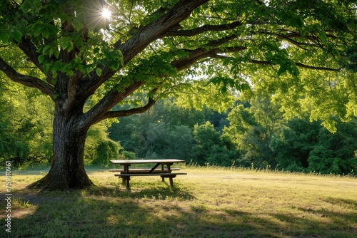 Picnic under a shady tree Natural green landscape