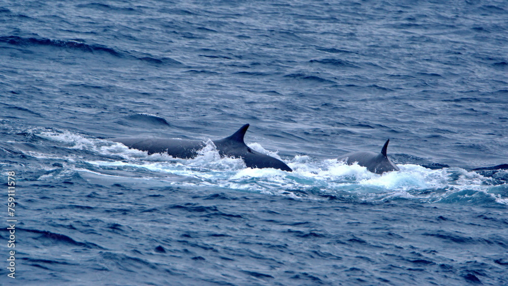 Fin whales (Balaenoptera physalus) off Elephant Island, Antarctica Fin whales (Balaenoptera physalus) off Elephant Island, Antarctica