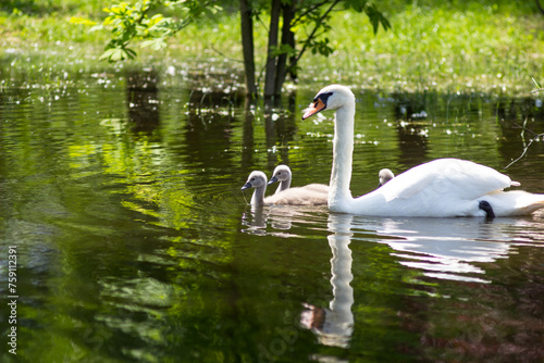 Beautiful white swan with children. Swans swim through a flooded park. Offspring of swans