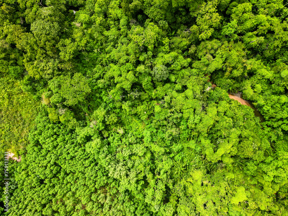Aerial top down of forest in Parque Mae Bonafacia park in summer in Cuiaba Mato Grosso