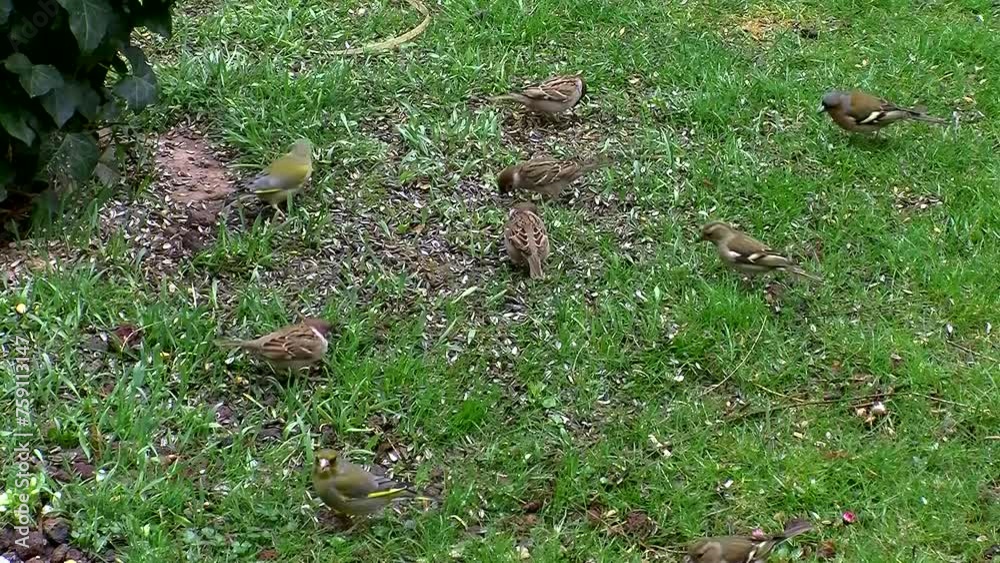 Bunt gemischt (Sperling, Grünfink Weibchen, Grünfink Männchen, Buchfink Weibchen, Buchfink Männchen) auf der Wiese beim Fressen Bunt gemischt (Sperling, Grünfink Weibchen, Grünfink Männchen, Buchfink Weibchen, Buchfink Männchen) auf der Wiese beim Fressen