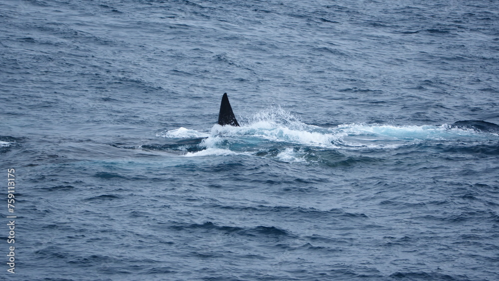 Fin of a fin whale (Balaenoptera physalus) off Elephant Island, Antarctica Fin of a fin whale (Balaenoptera physalus) off Elephant Island, Antarctica