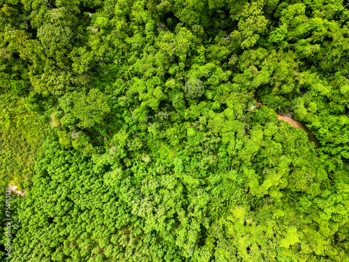 Aerial top down of forest in Parque Mae Bonafacia park in summer in Cuiaba Mato Grosso