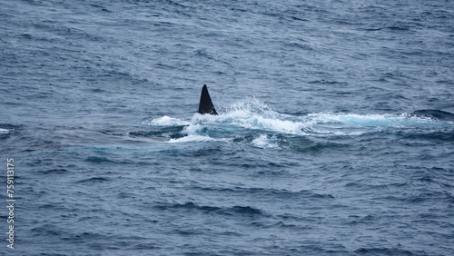 Fin of a fin whale (Balaenoptera physalus) off Elephant Island, Antarctica