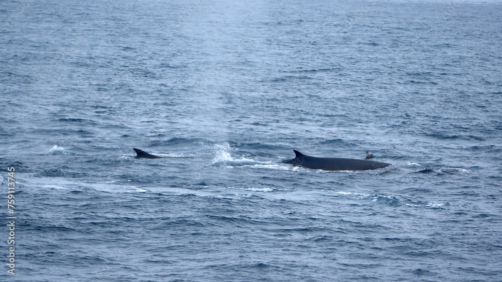 Fin whales (Balaenoptera physalus) off Elephant Island, Antarctica Fin whales (Balaenoptera physalus) off Elephant Island, Antarctica