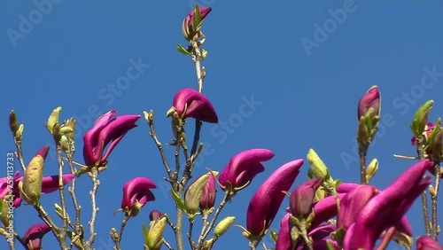 Noch nicht ganz offene pinke Magnolienblüten bewegen sich vor tiefblauem Himmel im Wind