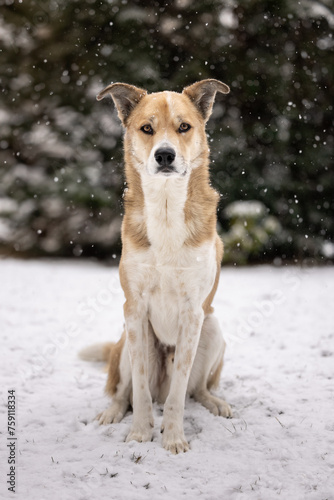 dog sitting in snow