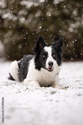 Happy border collie in snow