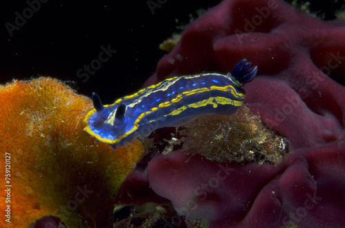 Tricolor Doris, Hypselodoris tricolor (Felimare tricolor), Chromodorididae, mollusca, nudibranchia, Alghero, Capo Caccia, Sardinia, Italy photo