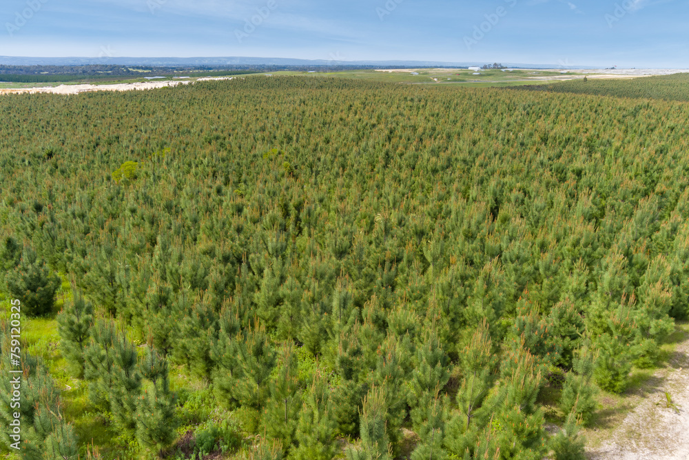 New growth pine tree plantation New growth pine tree plantation