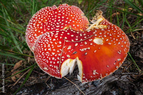 Huge Amanita muscaria toxic mushroom photo