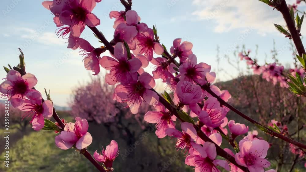 Peach trees in garden bloom in close-up. Garden landscape. Sunny day Capturing peach tree blossoming.