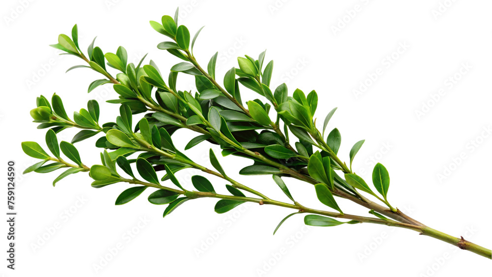 Fototapeta premium Green boxwood branch. isolated on transparent background.