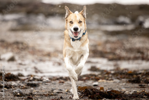 dog running on the beach