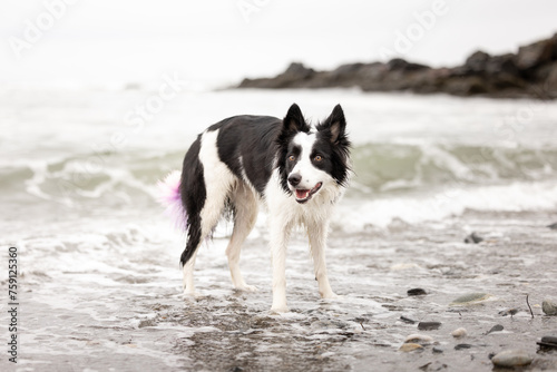 border collie dog on beach