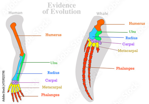 Evolution, evidence. Human, whale, dolphin water animal bones. Colored tailbone, humerus ulna radius. Homologous features sample. Modification of skeleton. Body plan form complex. Illustration vector	 photo