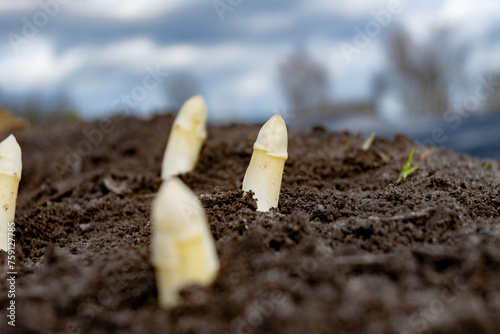 New spring season of white asparagus vegetable on field ready to harvest, white heads of asparagus growing up from the ground on farm photo