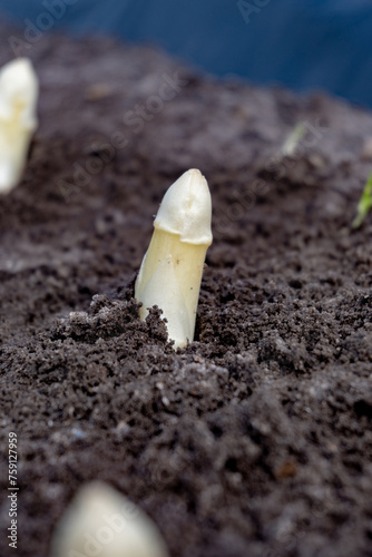 New spring season of white asparagus vegetable on field ready to harvest, white heads of asparagus growing up from the ground on farm © barmalini