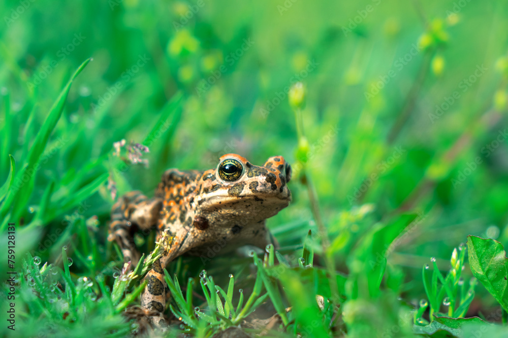 frog in the grass frog in the grass