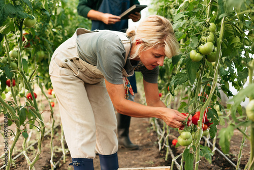 Woman picking tomatoes in greenhouse photo