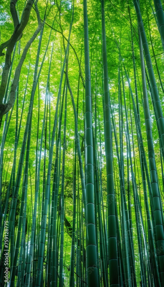bamboo forest background bamboo forest background