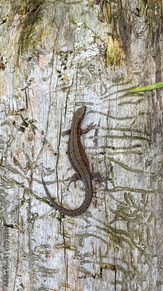 Viviparous lizard on dead tree Viviparous lizard on dead tree