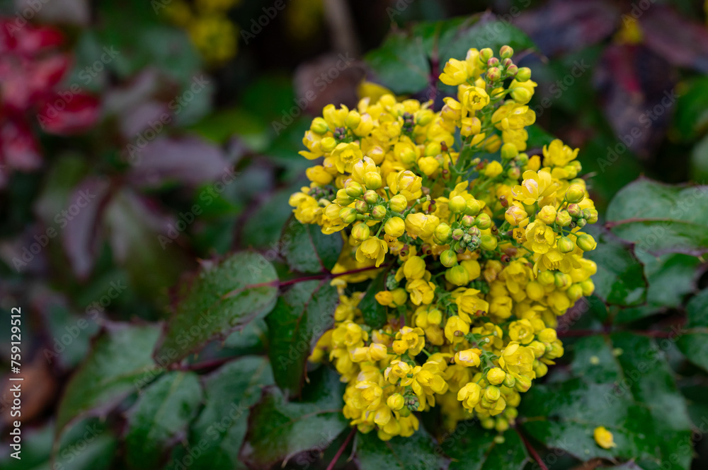 Obraz premium Berberine or Chinese Barberry (Berberis sp.), shrub with small yellow flowers, covered with raindrops