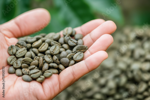 Coffee picker or farmer showing freshly harvested crop - green unroasted raw beans, detail to hand only. Generative AI