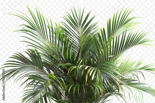 Realistic palm leaves shrubs corner on transparent backgrounds
