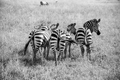 Black and white striped of zebras photo