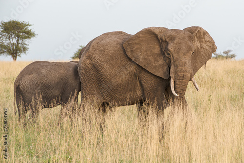 
Elephants in the savanna photo
