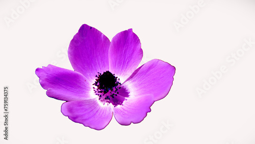 A pink anemone flower on white background