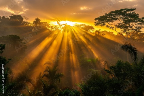 Fototapeta Naklejka Na Ścianę i Meble -  Golden sunlight streams through misty tropical trees at dawn, creating a stunning display in the serene jungle landscape