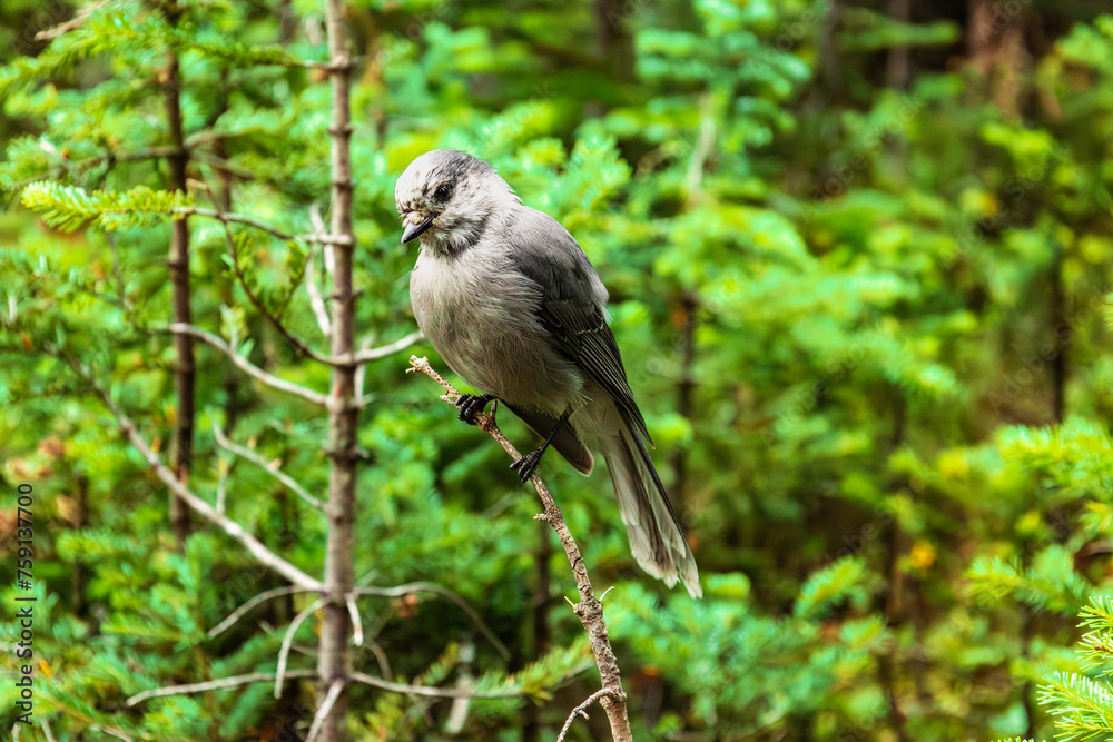 Canada kay bird hanging on a branch Canada kay bird hanging on a branch