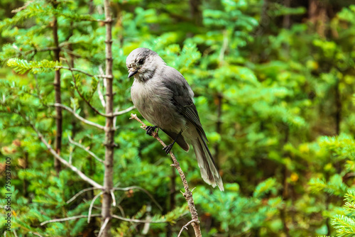 Canada kay bird hanging on a branch photo