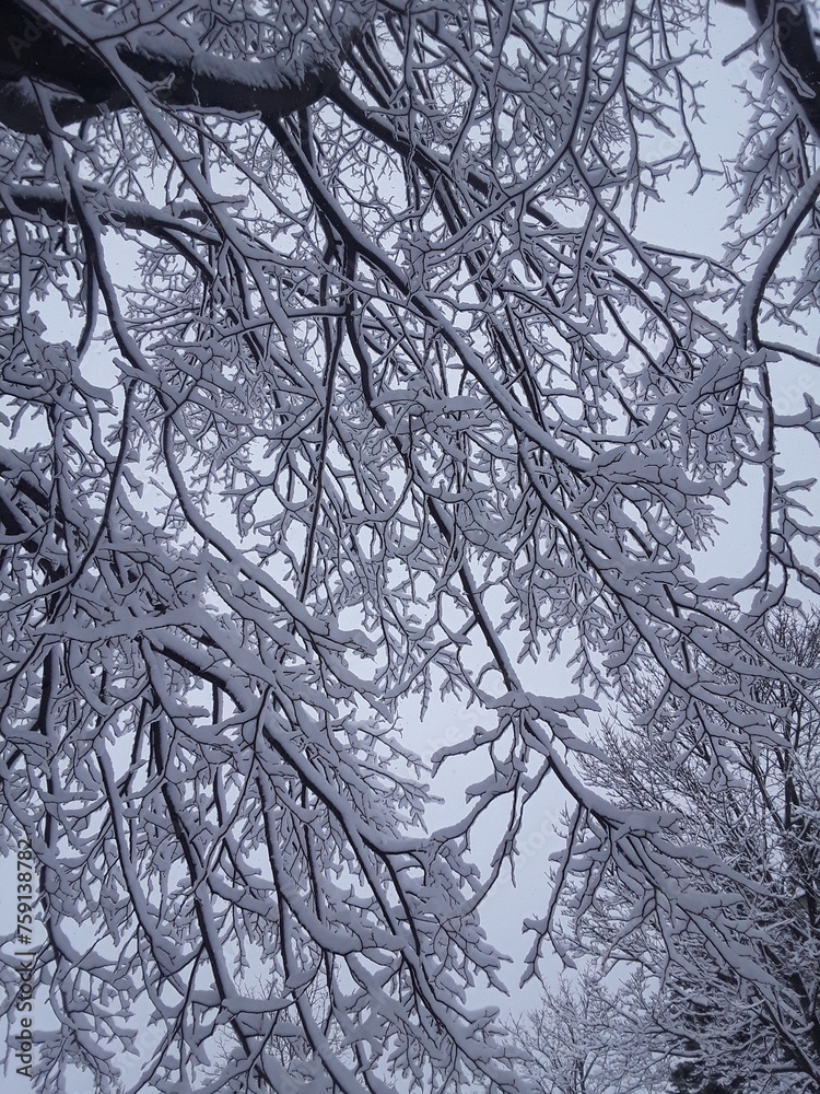 Obraz premium Trees covered in snow