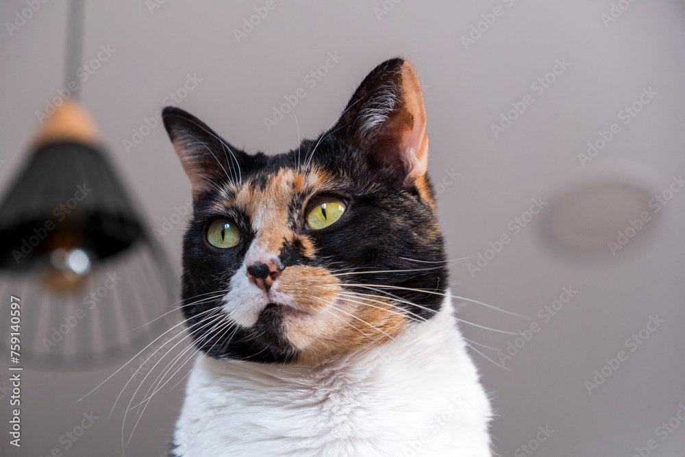 Close-up portrait of Tricolor female cat