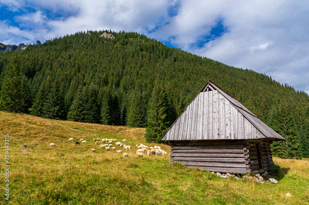 Dolina Chochołowska Tatry Dolina Chochołowska Tatry