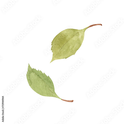 Set of two green leaves - watercolor hand drawn illustration isolated on white background