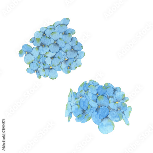 Hydrangea watercolor illusration - set floral hand drawn illustration isolated on white background