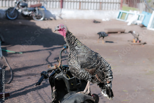 Female turkey learns to ride motorcycle. Breed - Royal Palm. Meleagris gallopavo. Turkey female stands on saddle of an old moped. photo