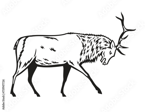 Mascot illustration of a bull elk, Cervus canadensis, or wapiti, a species within the deer family, Cervidae in fighting stance viewed from side on isolated background in black and white retro style.

