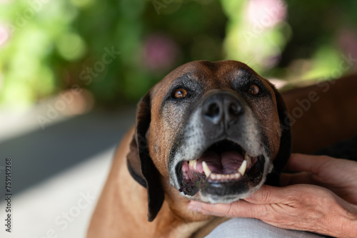 happy senior dog photo