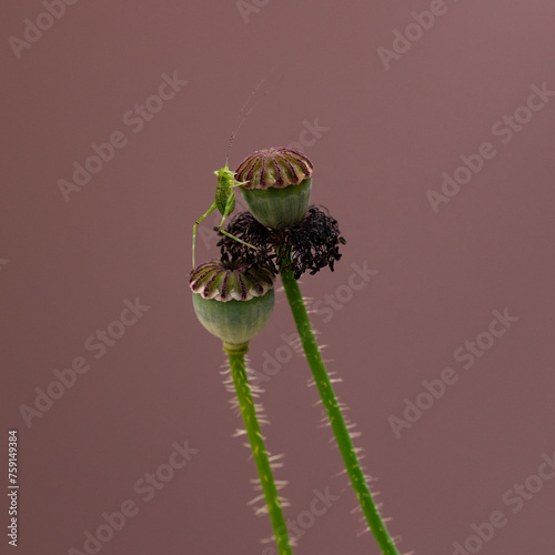 Grasshopper climbing poppy seed photo