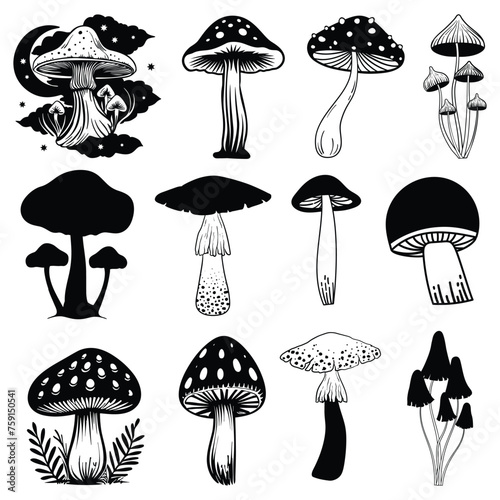 Collection of varied poisonous mushrooms