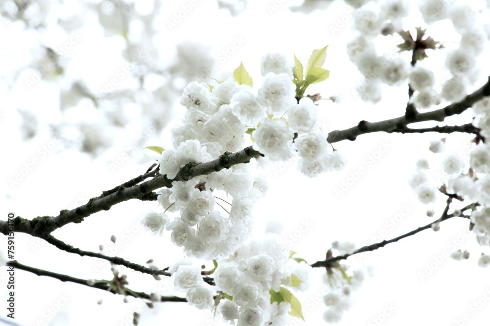 Branches of blooming cherry tree  on blue sky