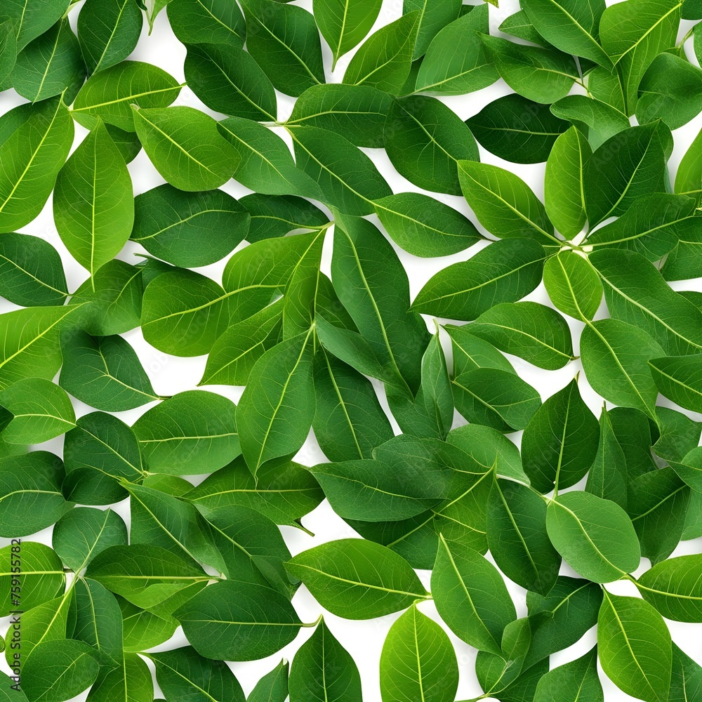 view of several green leaves with a white background view of several green leaves with a white background