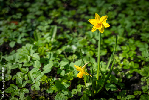 Yellow Daffodil © Rafal Kot
